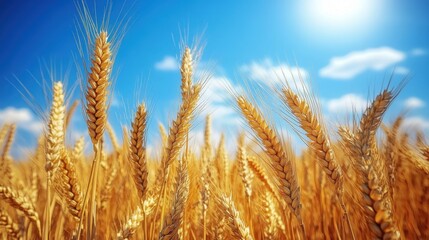 Fototapeta premium Golden wheat fields bathed in bright summer sunlight creating a picturesque countryside landscape of abundant agriculture