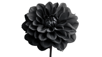 Blooming dark dahlia flower with transparent background