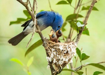 Sri Lankan Birds in the Wild. 