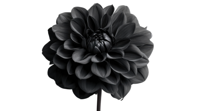 Blooming dark dahlia flower with transparent background