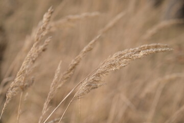Close-up of golden wild grass swaying in a natural field with a blurred