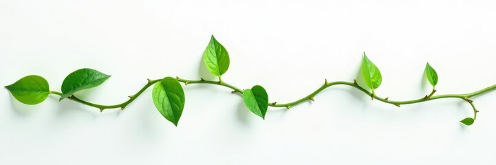 Fototapeta premium Delicate vine tendrils, small green leaves, white backdrop, natural, agriculture