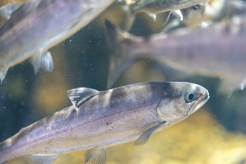 光差し込むマスの顔