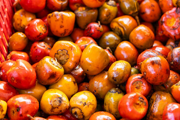 Chontaduro fruit of the amazon palm tree - Bactris gasipaes.