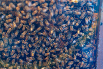 ミツバチがぎっしりつまったハチの巣板