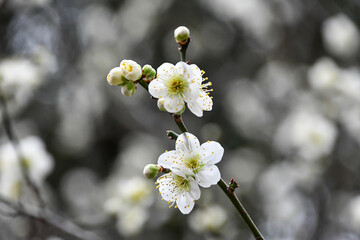 早春の梅の花