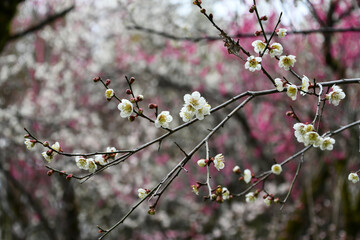 早春の梅の花