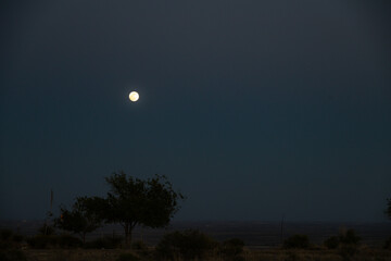 Full moon in the dark night sky and silhouette of trees in the desert
