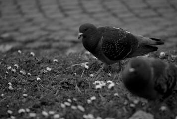 pigeon on the ground