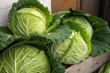 Obraz premium Fresh Savoy Cabbage Still Life