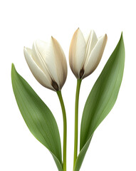 Fototapeta premium Two Elegant White Tulips with Green Leaves, Isolated on Transparent and White Background