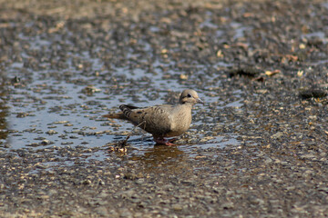 Pigeon on the ground in a small puddle of water in Venezuela