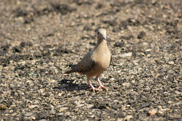 Pigeon on the ground in a small puddle of water in Venezuela