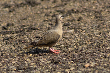 Pigeon on the ground in a small puddle of water in Venezuela