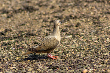 Pigeon on the ground in a small puddle of water in Venezuela