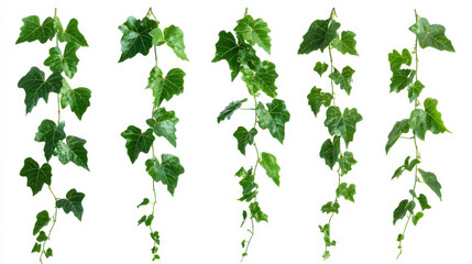 Green Vine Leaves