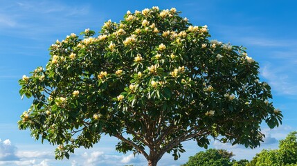 Fototapeta premium Franklin Tree (Franklinia alatamaha)