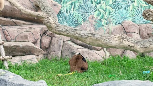 Two gibbons are having fun.