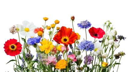 Colorful wildflowers blooming on transparent background
