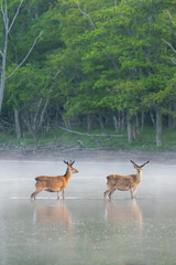 森のある浜辺にて、森を背景に海面からモヤが立ち登り、夕日が差し込む浜辺の中を２頭のシカが歩いて居る姿。森の背景で中央の下部で１頭が右側を向いて、もう１頭が正面を見て居る縦構図です。