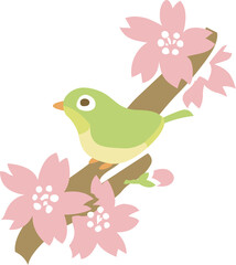 メジロと桜の枝のイラスト	