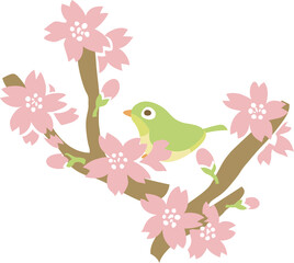 メジロと桜の枝のイラスト	
