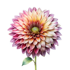 Obraz premium Watercolor pink dahlia flower close view isolated on transparent background, PNG File