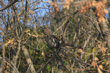 A Grouse in a Tree