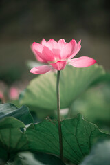 Obraz premium Lotus flowers of various shapes and colors