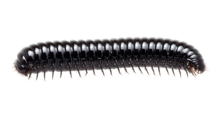 Obraz premium Bug Anatomy: Side Profile of a Millipede in PNG Format