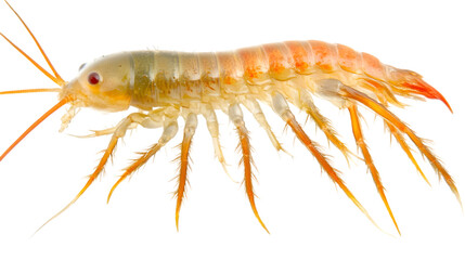 Obraz premium High-Resolution Millipede Side Perspective - White Background