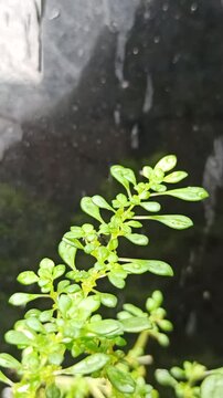 Pilea microphylla