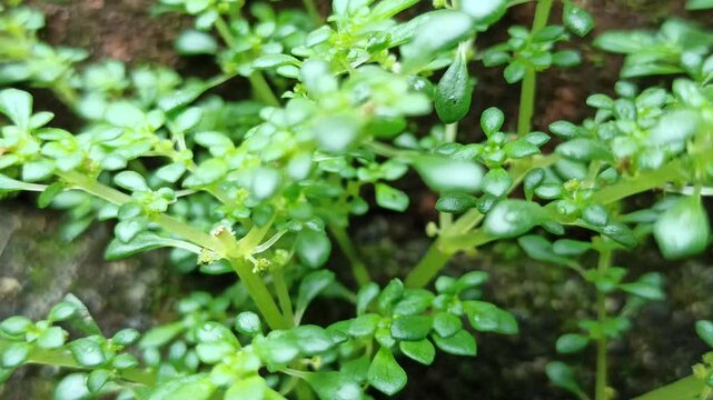 Pilea microphylla