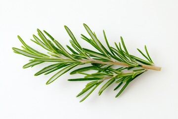 Fototapeta premium Vibrant green rosemary sprig branch showcasing fresh leaves ideal for culinary use and flavor enhancement : Generative AI