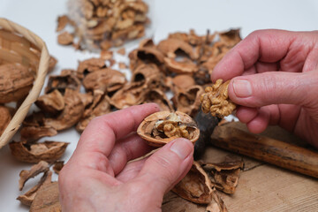 Hands removing a walnut from its freshly cracked shell. Beneath them is a small hammer.
