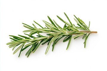 Fototapeta premium Rosemary Herb Sprig with Lush Green Leaves Isolated on White Background for Flavor Enhancements : Generative AI