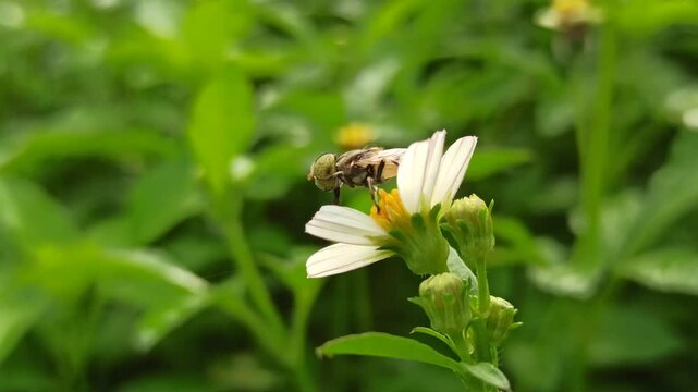 nectar sucking fly