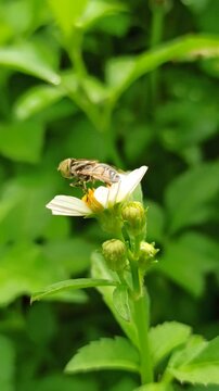 nectar sucking fly