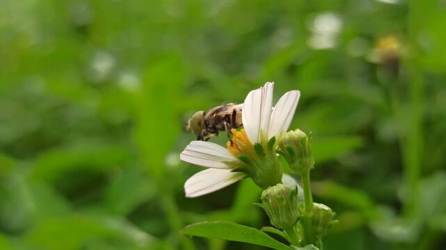 nectar sucking fly