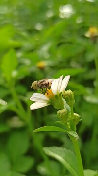 nectar sucking fly