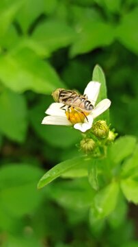 nectar sucking fly