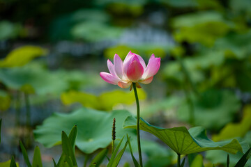 Obraz premium Lotus flowers of various shapes and colors