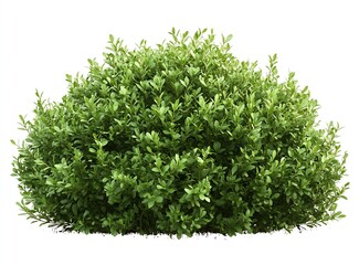 Obraz premium Lush Green Shrub with Abundant Foliage Ideal for Landscaping and Garden Decoration : Generative AI