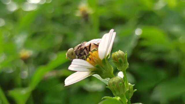 nectar sucking fly