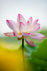 Lotus flowers of various shapes and colors