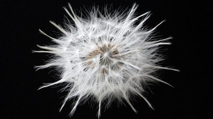 Close-up of dandelion seed head on black background for nature and botanical design