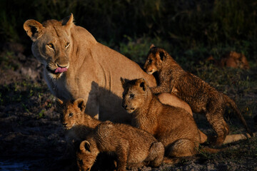 Lioness and her cubs at sunrise golden hour 