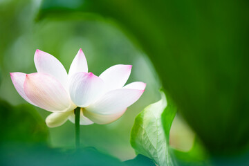 Lotus flowers of various shapes and colors