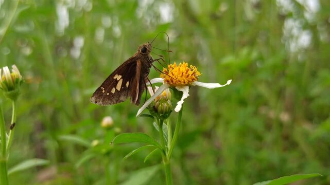 silver-spotted skipper in the garden