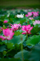Lotus flowers of various shapes and colors